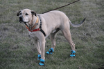 Healers Urban Walkers III Dog Booties - One Pair - Teal - Medium/Large