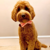 Cutie Ties Dog Bow Tie